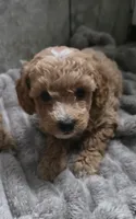 F1b Twinkle, a female Miniature Goldendoodle for sale in Goshen, IN – Photo 4 of 6