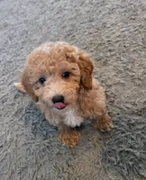 F1b Twinkle, a female Miniature Goldendoodle for sale in Goshen, IN – Photo 2 of 6