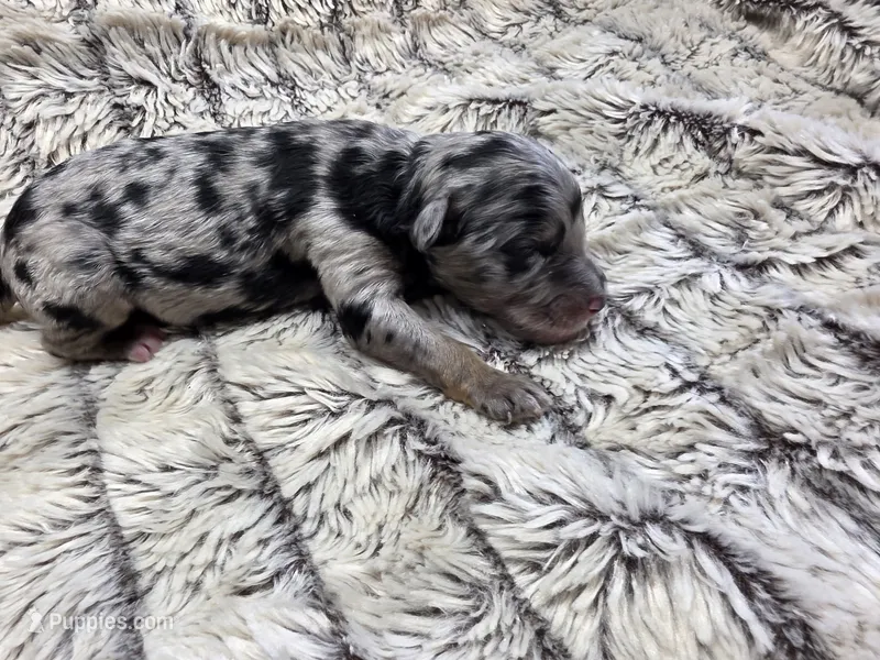 F1b Hank – Miniature Bernedoodle puppy for sale in Goshen, IN