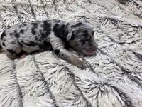 F1b Hank, a male Miniature Bernedoodle for sale in Goshen, IN – 1 of 7