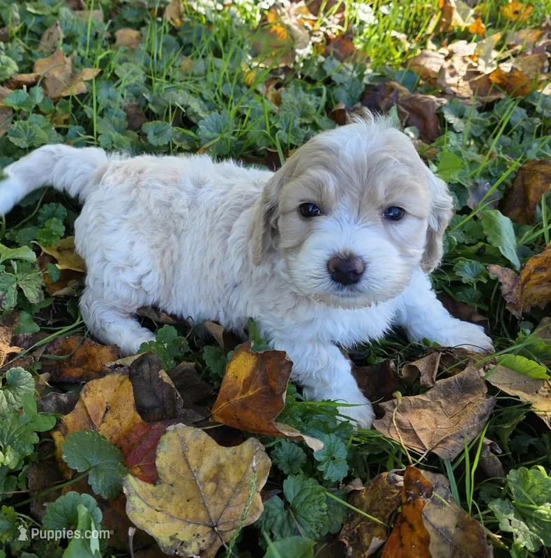 F1b mini Winnie – Miniature Bernedoodle puppy for sale in Goshen, IN