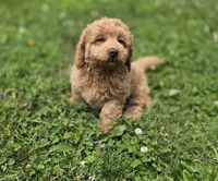 F1b Leo, a male Miniature Goldendoodle for sale in Goshen, IN – 4 of 4