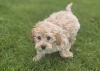 F1b Hank, a male Cavapoo for sale in Goshen, IN – 7 of 9