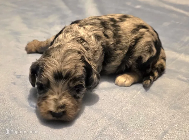 F1b Hank – Miniature Bernedoodle puppy for sale in Goshen, IN