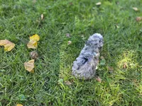 F1b Stella, a female Miniature Bernedoodle for sale in Goshen, IN – 5 of 10