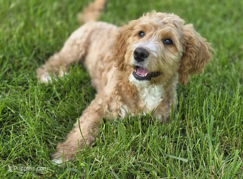 F1b Mae – Miniature Bernedoodle puppy for sale in Goshen, IN