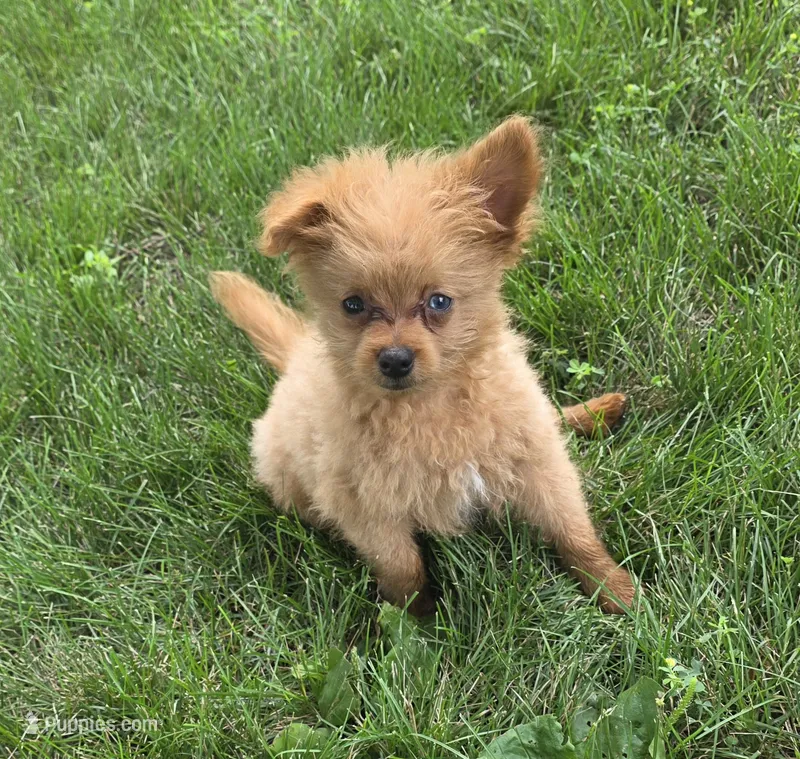 Murphy – Pomapoo puppy for sale in Goshen, IN