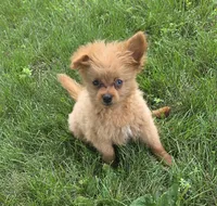 Murphy, a male Pomapoo for sale in Goshen, IN – 1 of 6