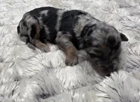 F1b Frank, a male Miniature Bernedoodle for sale in Goshen, IN – 4 of 6