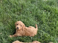 F1b Lala, a female Miniature Goldendoodle for sale in Goshen, IN – 2 of 3