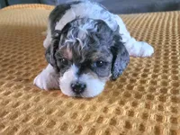 F1b Hank, a male Cavapoo for sale in Goshen, IN – Photo 2 of 3