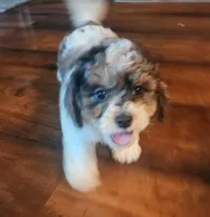 F1b Hank, a male Cavapoo for sale in Goshen, IN – Photo 3 of 3
