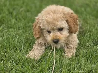 F1b Lady, a female Cavapoo for sale in Goshen, IN – 3 of 7