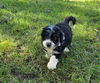 F1b Bessie, a female Miniature Bernedoodle for sale in Goshen, IN – 3 of 9