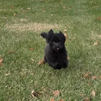 Rambo, a male Pomapoo for sale in Goshen, IN – Photo 2 of 5