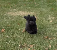 Rambo, a male Pomapoo for sale in Goshen, IN – Photo 2 of 5