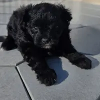 Rambo, a male Pomapoo for sale in Goshen, IN – Photo 4 of 5