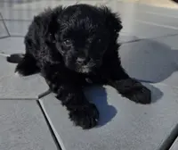 Rambo, a male Pomapoo for sale in Goshen, IN – Photo 4 of 5