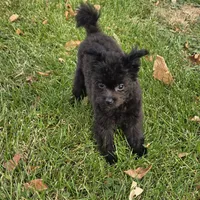 Rambo, a male Pomapoo for sale in Goshen, IN – Photo 3 of 5