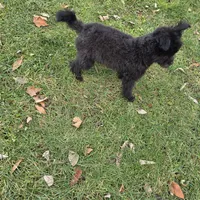 Rambo, a male Pomapoo for sale in Goshen, IN – Photo 5 of 5