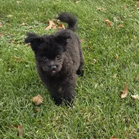 Rambo, a male Pomapoo for sale in Goshen, IN – Photo 1 of 5