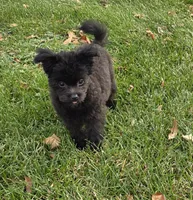 Rambo, a male Pomapoo for sale in Goshen, IN – Photo 1 of 5