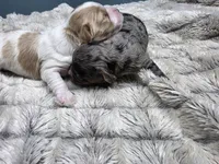 Bubbles, a male Cavapoo for sale in Goshen, IN – Photo 2 of 3