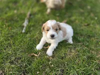 F1b Bubbles, a male Cavapoo for sale in Goshen, IN – Photo 2 of 7