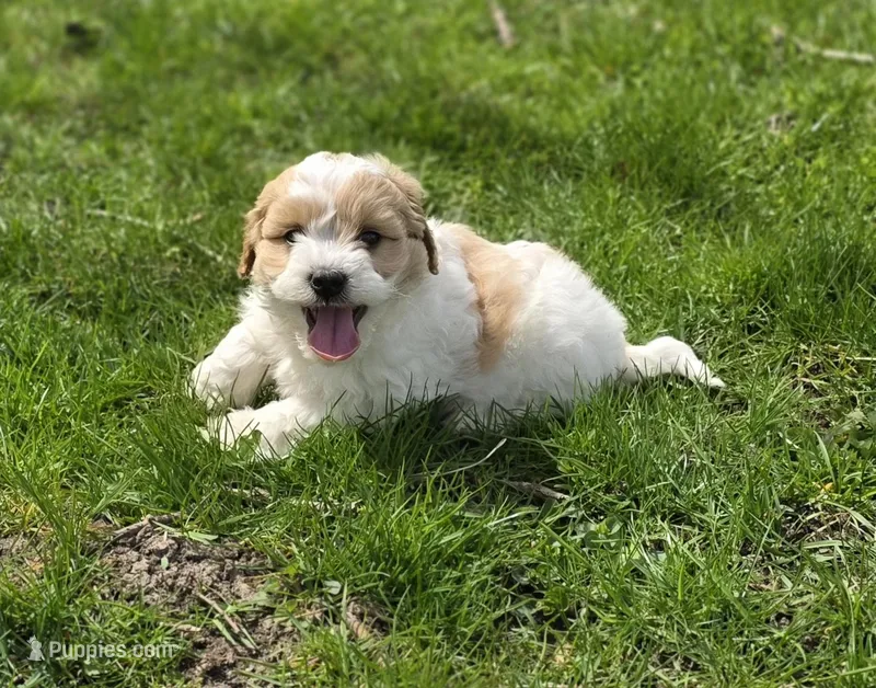 F1b Bubbles – Cavapoo puppy for sale in Goshen, IN
