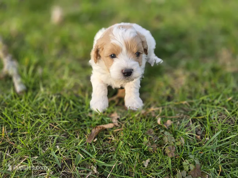 F1b Bubbles – Cavapoo puppy for sale in Goshen, IN
