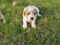 F1b Bubbles, a male Cavapoo for sale in Goshen, IN – Photo 1 of 7