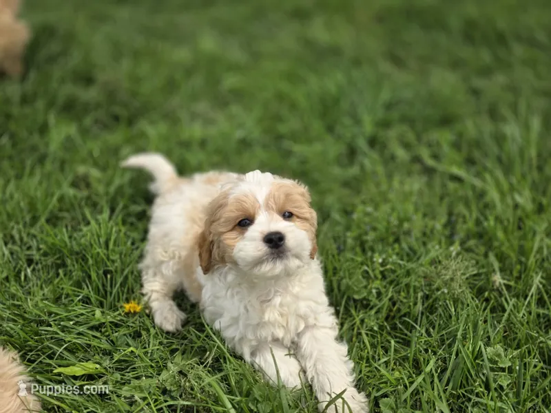 F1b Bubbles – Cavapoo puppy for sale in Goshen, IN