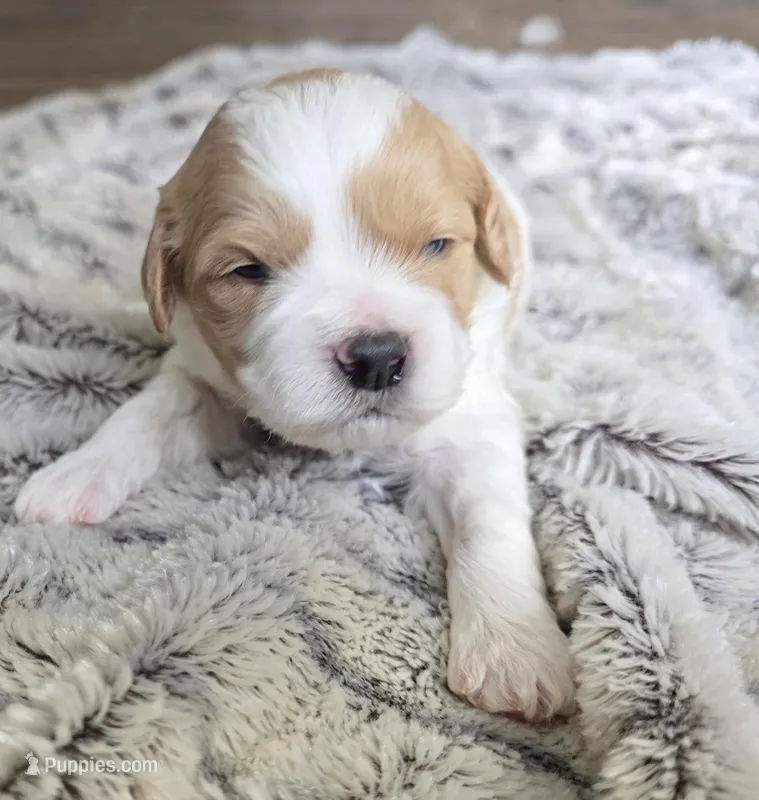 Bubbles – Cavapoo puppy for sale in Goshen, IN