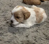 F1b Bubbles, a male Cavapoo for sale in Goshen, IN – Photo 6 of 7