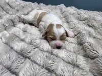 Bubbles, a male Cavapoo for sale in Goshen, IN – Photo 3 of 3