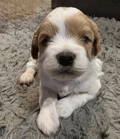 F1b Bubbles, a male Cavapoo for sale in Goshen, IN – Photo 5 of 7