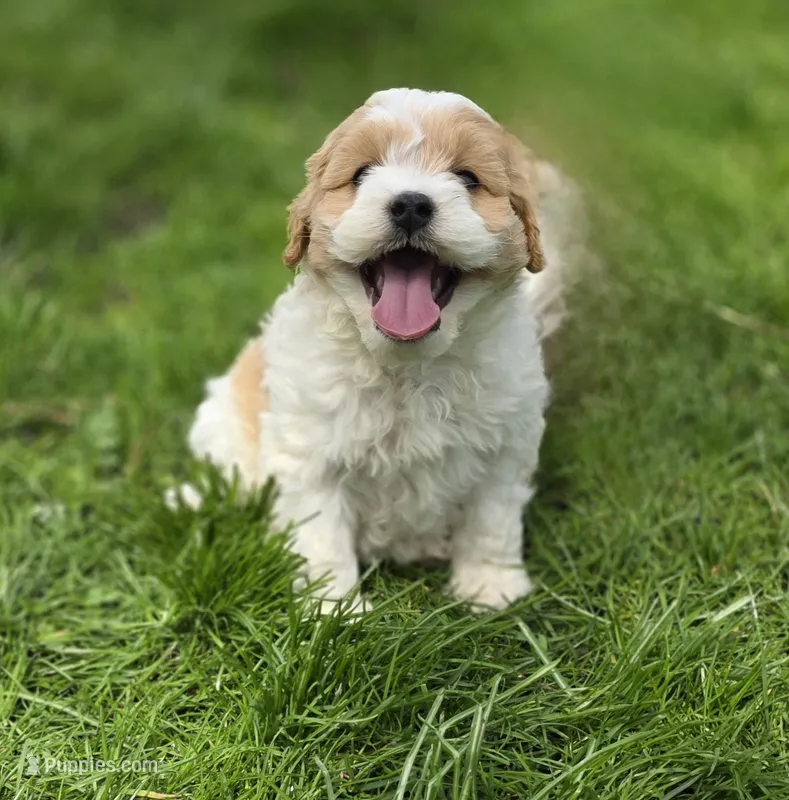 F1b Bubbles – Cavapoo puppy for sale in Goshen, IN