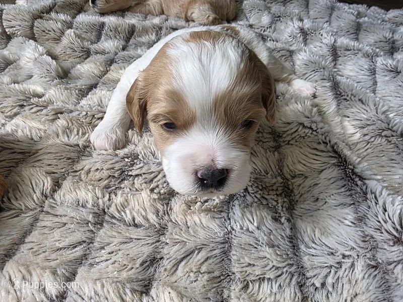Bubbles – Cavapoo puppy for sale in Goshen, IN