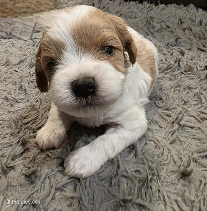 Bubbles – Cavapoo puppy for sale in Goshen, IN
