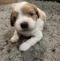 F1b Bubbles, a male Cavapoo for sale in Goshen, IN – Photo 4 of 7