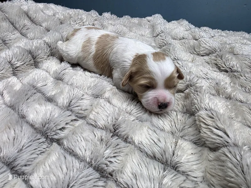 Bubbles – Cavapoo puppy for sale in Goshen, IN