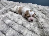 Bubbles, a male Cavapoo for sale in Goshen, IN – Photo 1 of 3