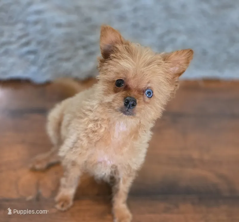 Murphy – Pomapoo puppy for sale in Goshen, IN