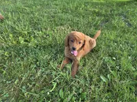 F1b Lady, a female Miniature Goldendoodle for sale in Goshen, IN – 5 of 6