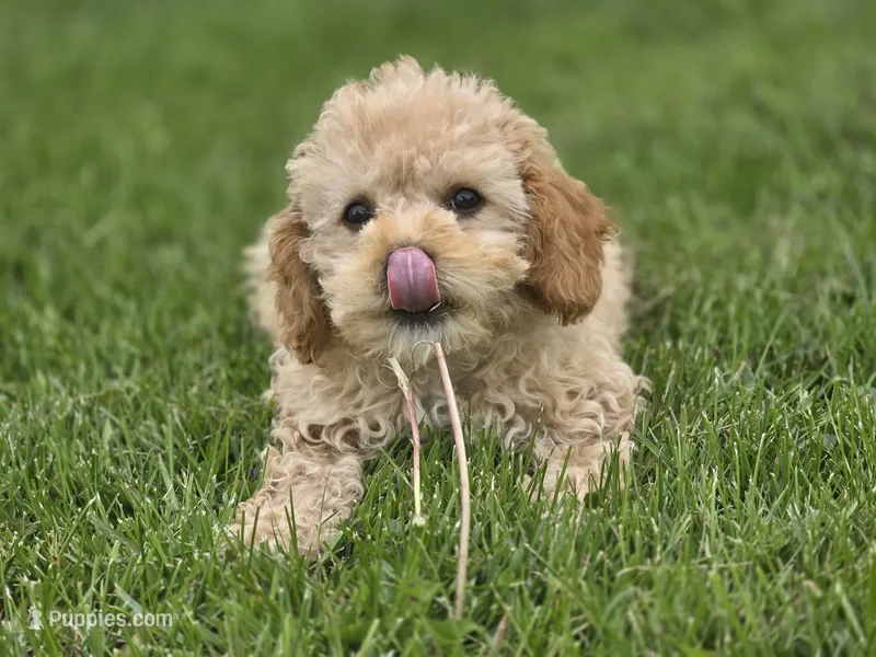 F1b Lady – Cavapoo puppy for sale in Goshen, IN