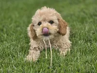 F1b Lady, a female Cavapoo for sale in Goshen, IN – 1 of 7
