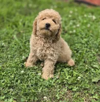 F1b Champ , a male Miniature Goldendoodle for sale in Goshen, IN – 4 of 5