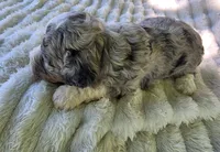 F1b Stella, a female Miniature Bernedoodle for sale in Goshen, IN – 7 of 10