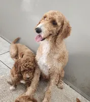 F1b Mini Wrigley, a male Miniature Goldendoodle for sale in Goshen, IN – Photo 8 of 10