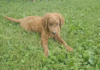 F1b Mini Wrigley, a male Miniature Goldendoodle for sale in Goshen, IN – Photo 6 of 10